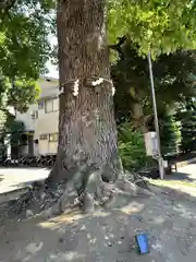 東京羽田 穴守稲荷神社の自然