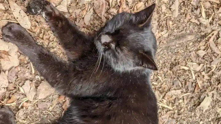 玉野御嶽神社の動物
