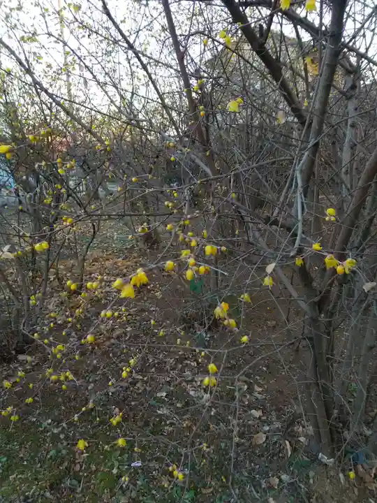 前玉神社の自然