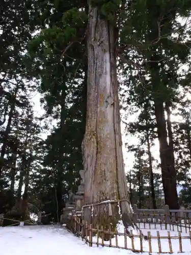 戸隠神社宝光社の自然