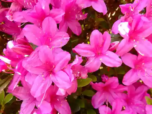 塩船観音寺の自然