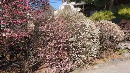 小村井 香取神社の自然