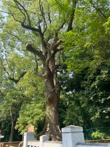 和泉國一之宮　大鳥大社の{uncategorized: "未分類", other: "その他", undefined: "問題あり", building: "その他建物", grave: "お墓", sacred_gate: "鳥居", guardian: "狛犬", statue: "像", buddha: "仏像", history: "歴史", nature: "自然", garden: "庭園", animal: "動物", pagoda: "塔", temizu: "手水舎", mountain_gate: "山門・神門", sanctuary: "本殿・本堂", subordinate: "末社・摂社", art: "芸術", scenery: "景色", jizo: "地蔵", ema: "絵馬", goshuin: "御朱印", omikuji: "おみくじ", items: "授与品その他", amulet: "お守り", goshuincho: "御朱印帳", eats: "食事", festival: "お祭り", votive_dance: "神楽", shichigosan: "七五三参", wedding: "結婚式", experience: "体験その他", initially: "初詣", around: "周辺", anti_infection: "感染症対策"}