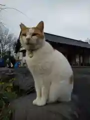 御誕生寺（猫寺）(福井県)