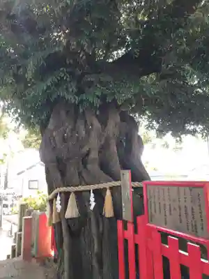 八幡大神の自然