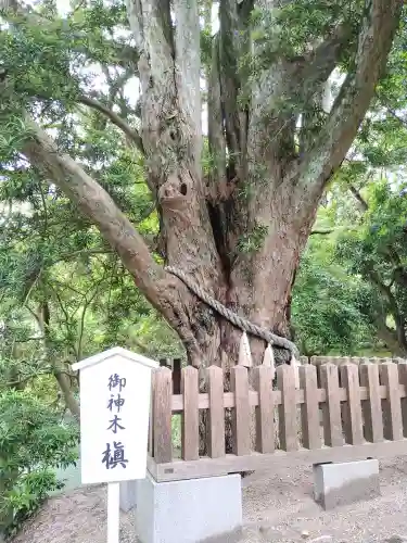 安房神社の自然