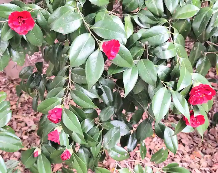 王子神社の{uncategorized: "未分類", other: "その他", undefined: "問題あり", building: "その他建物", grave: "お墓", sacred_gate: "鳥居", guardian: "狛犬", statue: "像", buddha: "仏像", history: "歴史", nature: "自然", garden: "庭園", animal: "動物", pagoda: "塔", temizu: "手水舎", mountain_gate: "山門・神門", sanctuary: "本殿・本堂", subordinate: "末社・摂社", art: "芸術", scenery: "景色", jizo: "地蔵", ema: "絵馬", goshuin: "御朱印", omikuji: "おみくじ", items: "授与品その他", amulet: "お守り", goshuincho: "御朱印帳", eats: "食事", festival: "お祭り", votive_dance: "神楽", shichigosan: "七五三参", wedding: "結婚式", experience: "体験その他", initially: "初詣", around: "周辺", anti_infection: "感染症対策"}