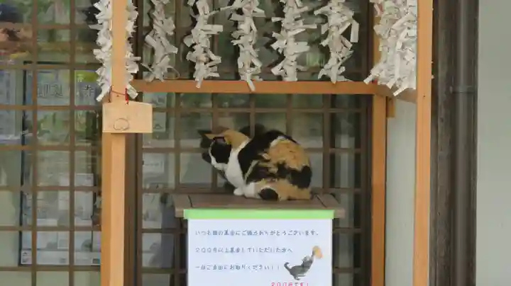 御誕生寺(猫寺)の動物