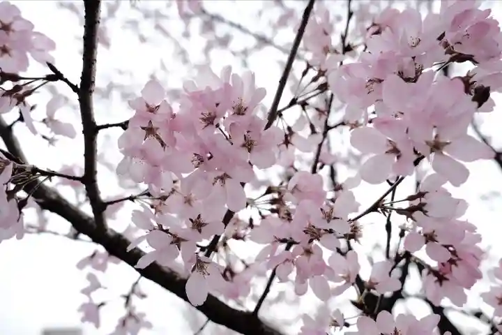 岐阜護國神社(岐阜県)