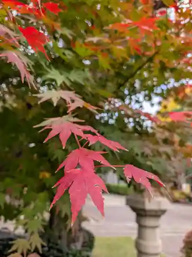 妙法寺(東京都)