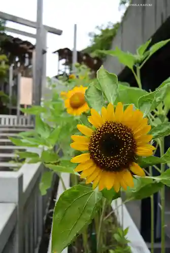 伊勢山皇大神宮(神奈川県)