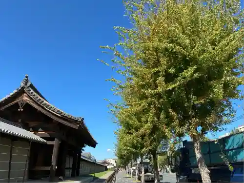 東寺（教王護国寺）の自然
