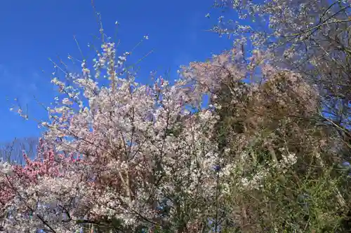 阿久津「田村神社」（郡山市阿久津町）旧社名：伊豆箱根三嶋三社の自然
