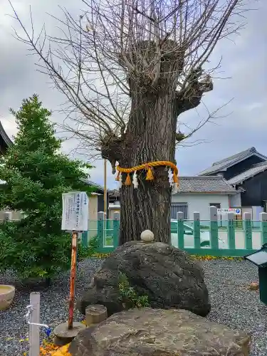 寺津八幡社（寺津町）の自然
