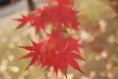 武蔵一宮氷川神社の自然