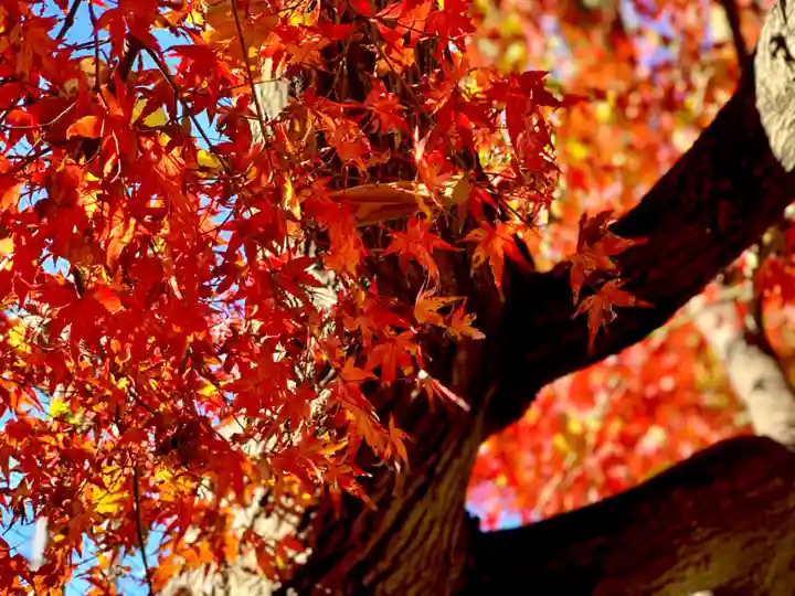 埼玉厄除け開運大師・龍泉寺(切り絵御朱印発祥の寺)の自然