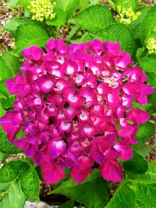 磐井神社(東京都)