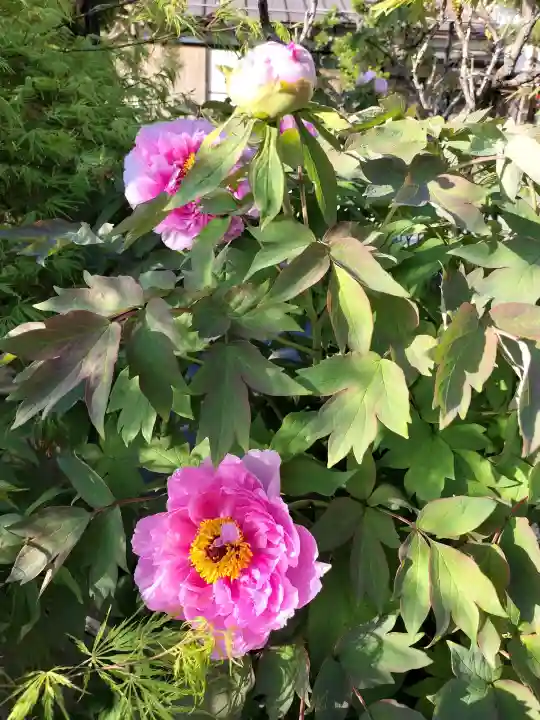 少林寺の{uncategorized: "未分類", other: "その他", undefined: "問題あり", building: "その他建物", grave: "お墓", sacred_gate: "鳥居", guardian: "狛犬", statue: "像", buddha: "仏像", history: "歴史", nature: "自然", garden: "庭園", animal: "動物", pagoda: "塔", temizu: "手水舎", mountain_gate: "山門・神門", sanctuary: "本殿・本堂", subordinate: "末社・摂社", art: "芸術", scenery: "景色", jizo: "地蔵", ema: "絵馬", goshuin: "御朱印", omikuji: "おみくじ", items: "授与品その他", amulet: "お守り", goshuincho: "御朱印帳", eats: "食事", festival: "お祭り", votive_dance: "神楽", shichigosan: "七五三参", wedding: "結婚式", experience: "体験その他", initially: "初詣", around: "周辺", anti_infection: "感染症対策"}