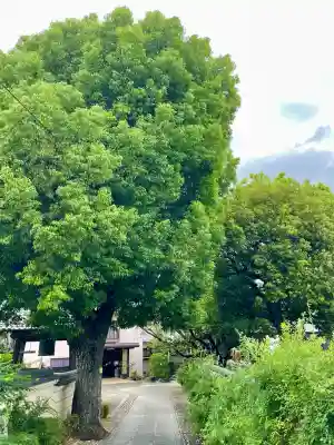 宗林寺(東京都)