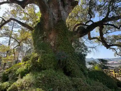 蒲生八幡神社の{uncategorized: "未分類", other: "その他", undefined: "問題あり", building: "その他建物", grave: "お墓", sacred_gate: "鳥居", guardian: "狛犬", statue: "像", buddha: "仏像", history: "歴史", nature: "自然", garden: "庭園", animal: "動物", pagoda: "塔", temizu: "手水舎", mountain_gate: "山門・神門", sanctuary: "本殿・本堂", subordinate: "末社・摂社", art: "芸術", scenery: "景色", jizo: "地蔵", ema: "絵馬", goshuin: "御朱印", omikuji: "おみくじ", items: "授与品その他", amulet: "お守り", goshuincho: "御朱印帳", eats: "食事", festival: "お祭り", votive_dance: "神楽", shichigosan: "七五三参", wedding: "結婚式", experience: "体験その他", initially: "初詣", around: "周辺", anti_infection: "感染症対策"}