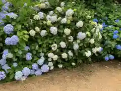 粟井神社の自然