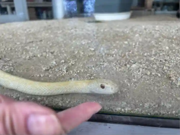 岩国白蛇神社(山口県)