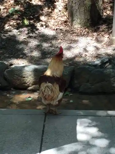 熱田神宮の動物