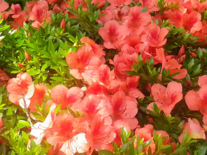 浄光明寺の自然