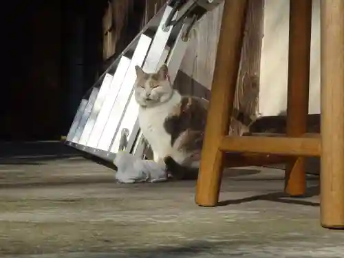 かっぱの寺 栖足寺の動物