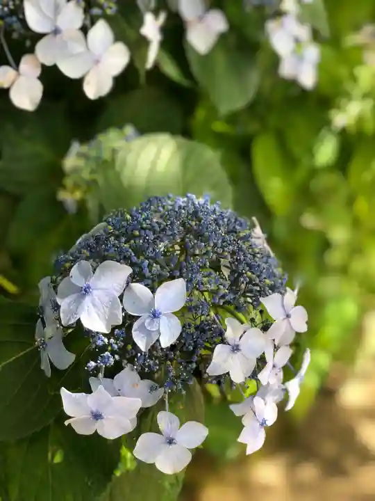 詩仙堂(丈山寺)の自然