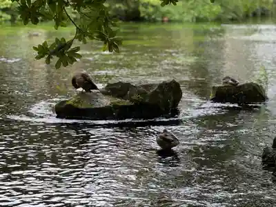 富士山本宮浅間大社(静岡県)