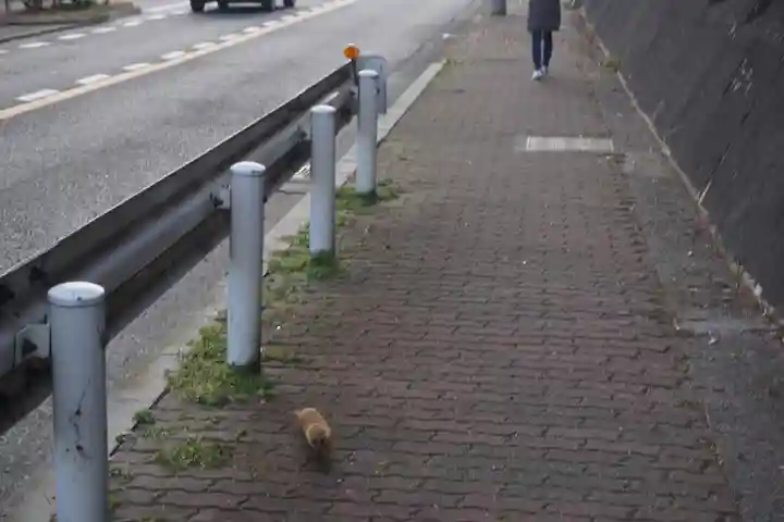 諏訪神社・諏訪山稲荷神社の動物