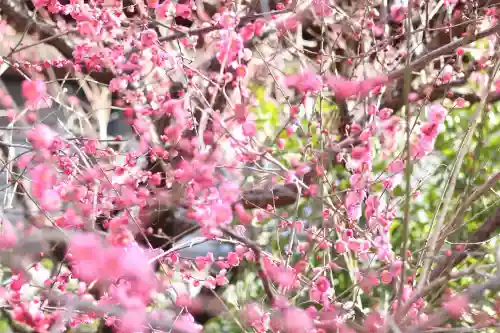 大國魂神社の{uncategorized: "未分類", other: "その他", undefined: "問題あり", building: "その他建物", grave: "お墓", sacred_gate: "鳥居", guardian: "狛犬", statue: "像", buddha: "仏像", history: "歴史", nature: "自然", garden: "庭園", animal: "動物", pagoda: "塔", temizu: "手水舎", mountain_gate: "山門・神門", sanctuary: "本殿・本堂", subordinate: "末社・摂社", art: "芸術", scenery: "景色", jizo: "地蔵", ema: "絵馬", goshuin: "御朱印", omikuji: "おみくじ", items: "授与品その他", amulet: "お守り", goshuincho: "御朱印帳", eats: "食事", festival: "お祭り", votive_dance: "神楽", shichigosan: "七五三参", wedding: "結婚式", experience: "体験その他", initially: "初詣", around: "周辺", anti_infection: "感染症対策"}