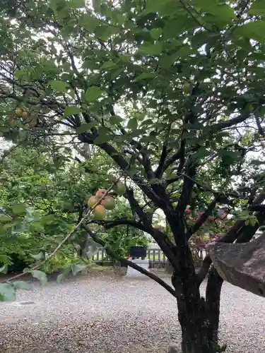 春日神社の自然