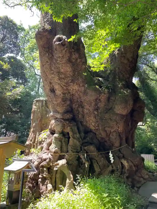 來宮神社(静岡県)