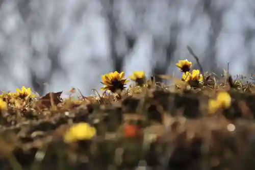 三春大神宮の自然