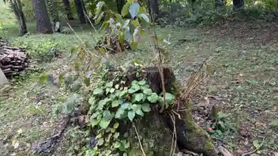 占冠神社の自然