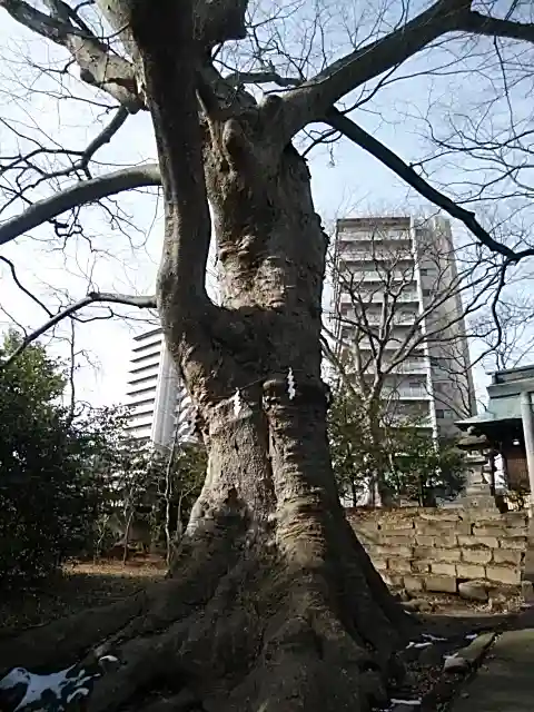 愛宕神社の自然