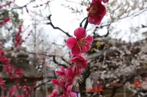 北野天満宮の自然