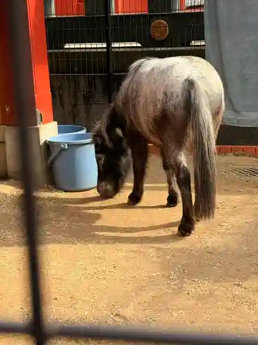 神田神社（神田明神）の{uncategorized: "未分類", other: "その他", undefined: "問題あり", building: "その他建物", grave: "お墓", sacred_gate: "鳥居", guardian: "狛犬", statue: "像", buddha: "仏像", history: "歴史", nature: "自然", garden: "庭園", animal: "動物", pagoda: "塔", temizu: "手水舎", mountain_gate: "山門・神門", sanctuary: "本殿・本堂", subordinate: "末社・摂社", art: "芸術", scenery: "景色", jizo: "地蔵", ema: "絵馬", goshuin: "御朱印", omikuji: "おみくじ", items: "授与品その他", amulet: "お守り", goshuincho: "御朱印帳", eats: "食事", festival: "お祭り", votive_dance: "神楽", shichigosan: "七五三参", wedding: "結婚式", experience: "体験その他", initially: "初詣", around: "周辺", anti_infection: "感染症対策"}