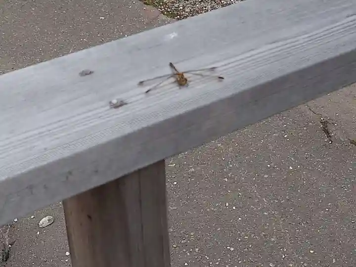 江別神社の動物