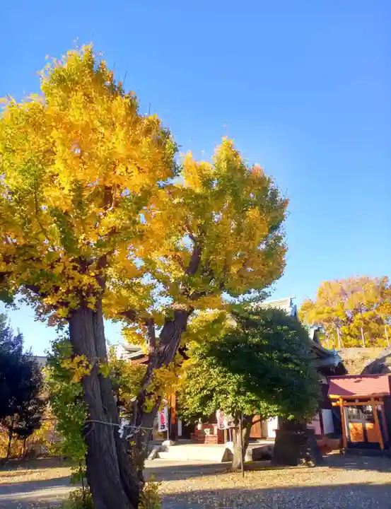 小日向神社の自然