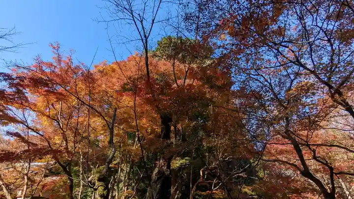 常照寺(京都府)