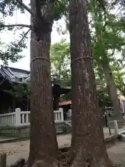 亀岡八幡宮（亀岡八幡神社）の自然