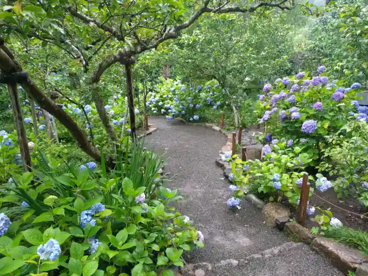 明月院(神奈川県)