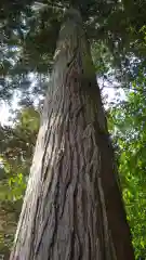 越後國二宮 二田物部神社の自然