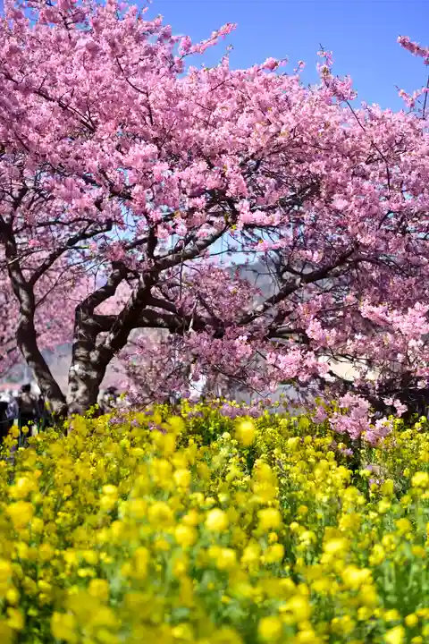 川津来宮神社(静岡県)