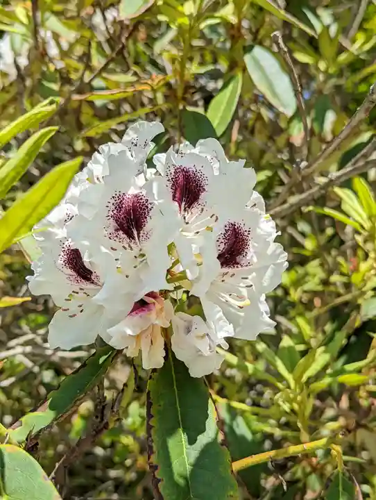 三室戸寺の自然