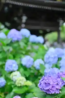 妙楽寺(神奈川県)
