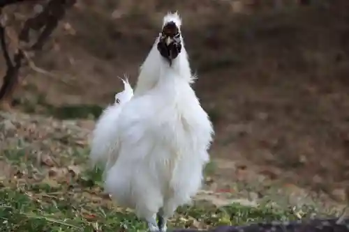 高屋敷稲荷神社の動物